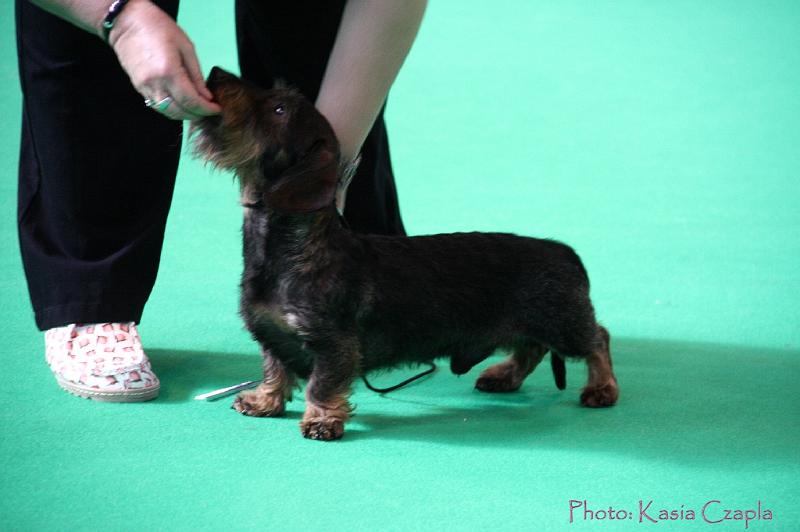 Crufts2011_2 802.jpg